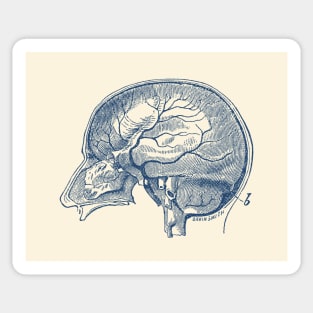 Brain Diagram Two - Anatomy Sticker